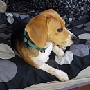 Maya