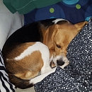 Maya