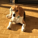 Maya