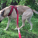 Sam
