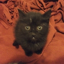 Mindy