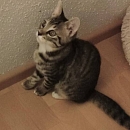 Bob