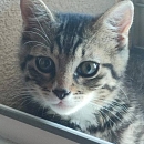 Bob