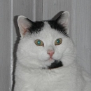 Amadeus