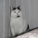 Amadeus