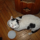 Amadeus