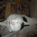 Amadeus