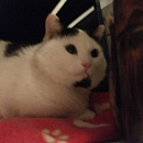 Amadeus