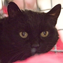 Stella