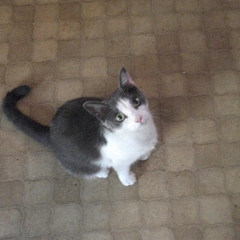 Elfi