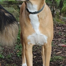 Leila
