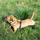 Waldi