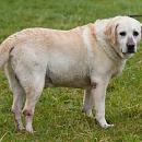 Duffy