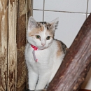 Dschinni