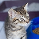 Felix