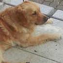 Junior