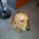Junior