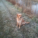 Junior