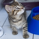 Felix