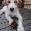 Filou