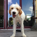 Filou