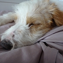 Filou