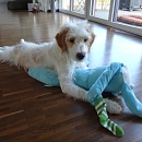 Filou