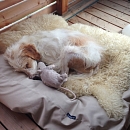 Filou