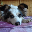 Puppe