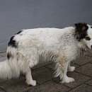 Puppe