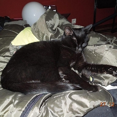 Ramses