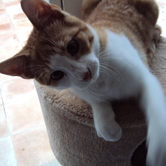 Milo