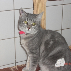 Alice