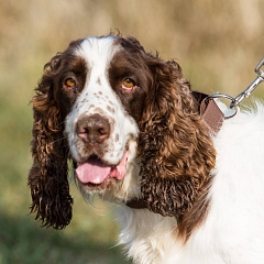Gouguy (der gute Laune Hund)