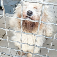 Pilou
