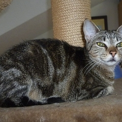 Leonora