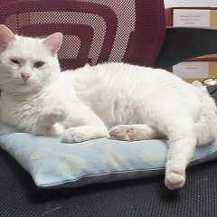 Saja