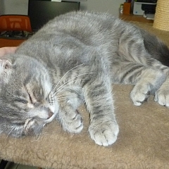Bonita