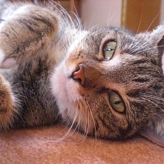 Minou