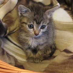 Minnie