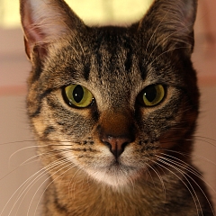 Pebbles