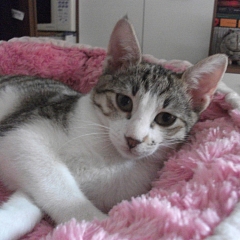 Diego