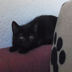 Django