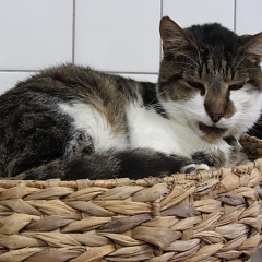 Misha