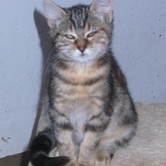 Meica
