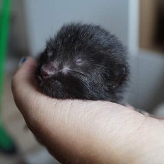 Piggeldy