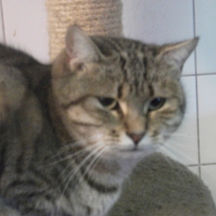 Liesel