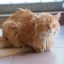 Garfield