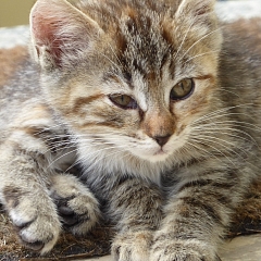 Nala