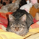 Tom